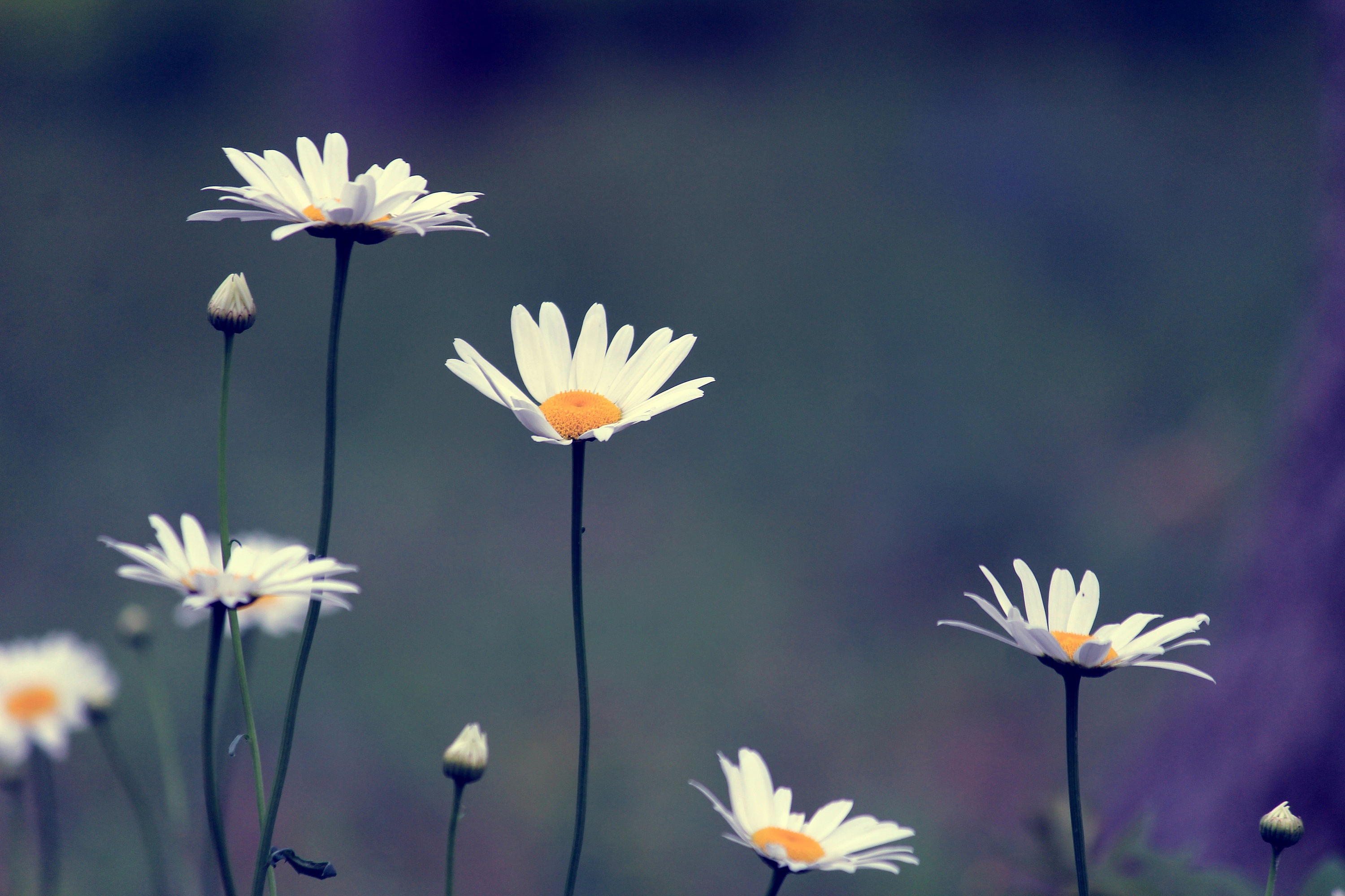 雏菊|摄影|风光摄影|摄影师小楠 - 原创作品 - 站酷 (zcool)