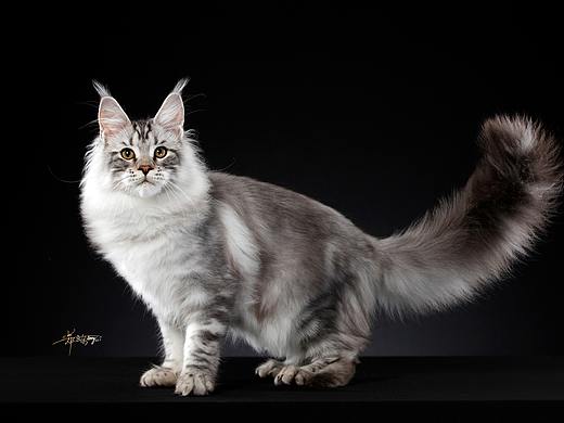 缅因库恩猫