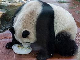 動(dòng)物園