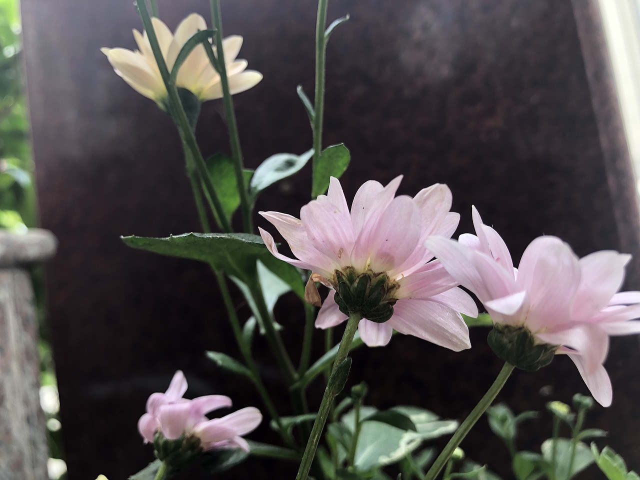 路边的家花（图ZMTU3Mjg4NTg0） - 风光摄影 - 站酷设计师宅之霖原创素材 - 站酷ZCOOL