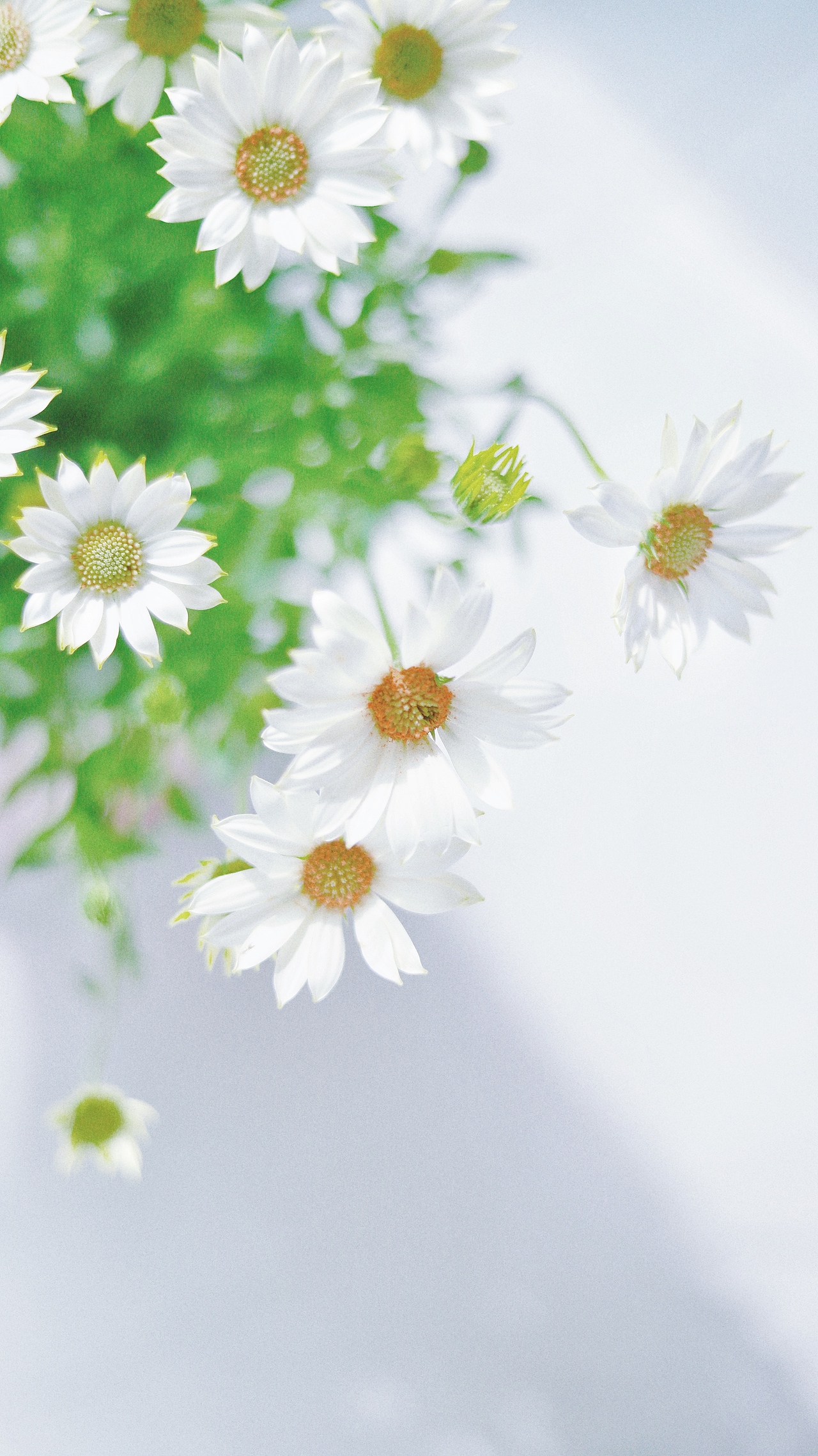 #一周花事#花店不开了，花继续开（图ZMjAzODE3ODQ4） - 产品摄影 - 站酷设计师吴所畏_原创素材 - 站酷ZCOOL