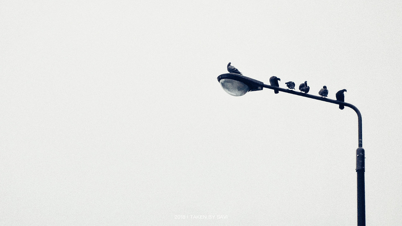 路灯是孤独的,
鸽子让它不寂寞。<br>路灯下的我,<br>也是孤独的。<br>