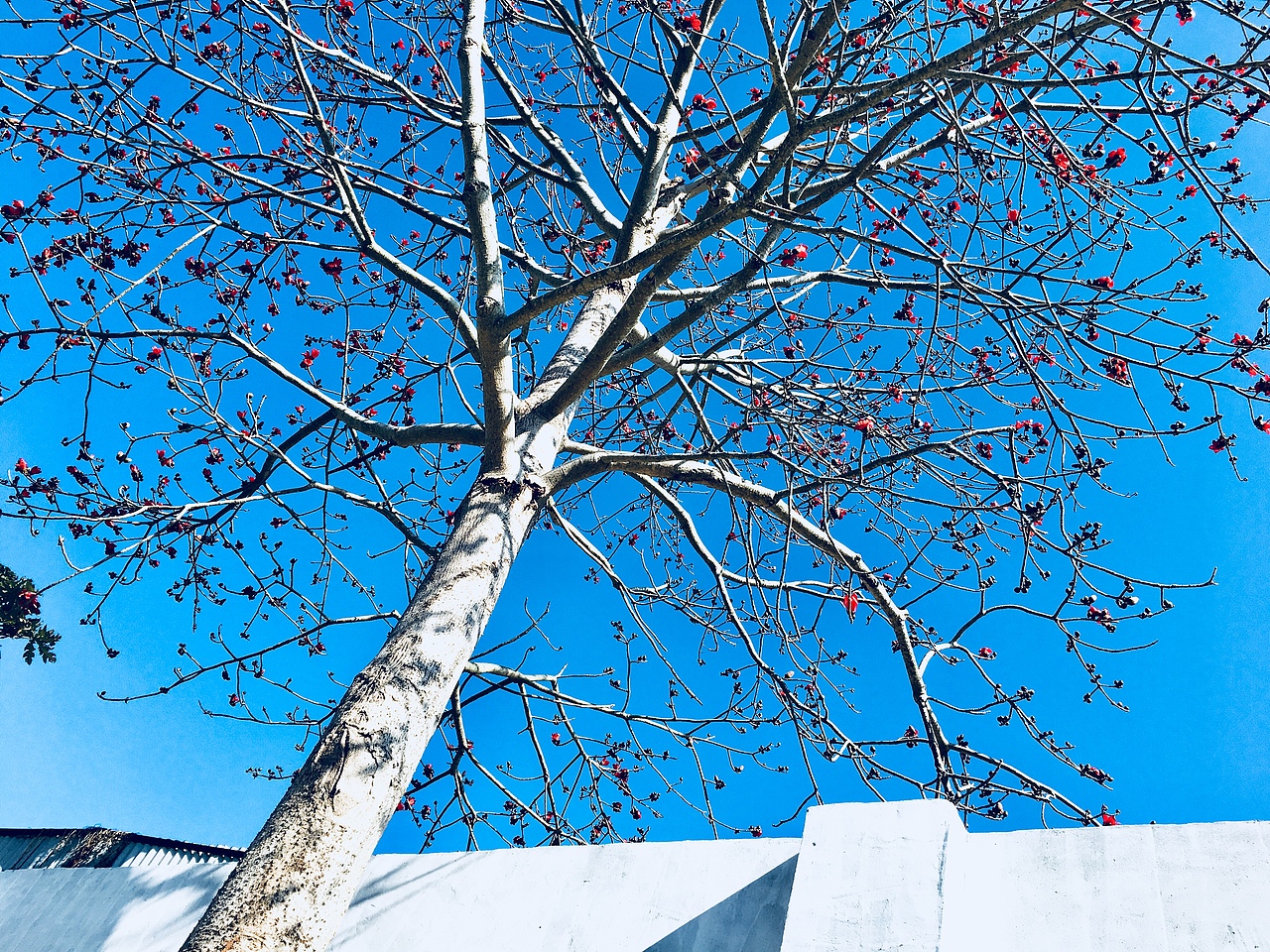 手机拍风景（图ZMTEzMDMxNzUy） - 风光摄影 - 站酷设计师Tree树上原创素材 - 站酷ZCOOL
