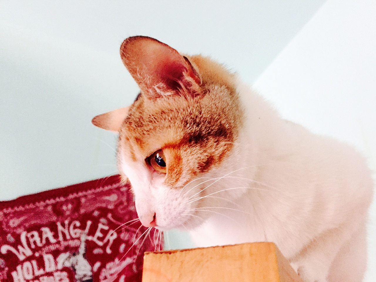 老娘是一只高傲的cat