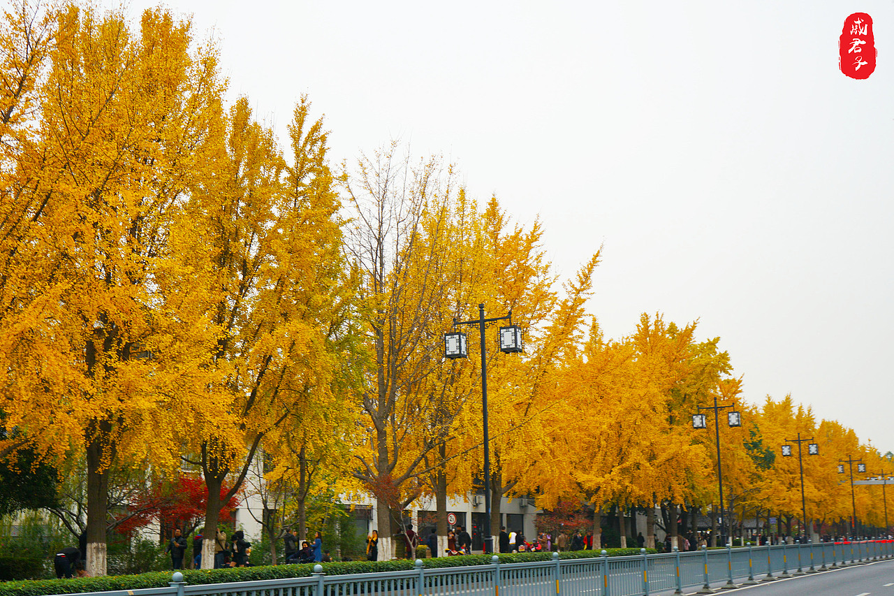 秋叶之『道前街』（图ZMTQ3MzE0OTI4） - 风光摄影 - 站酷设计师姓薛了不起啊定饿原创素材 - 站酷ZCOOL