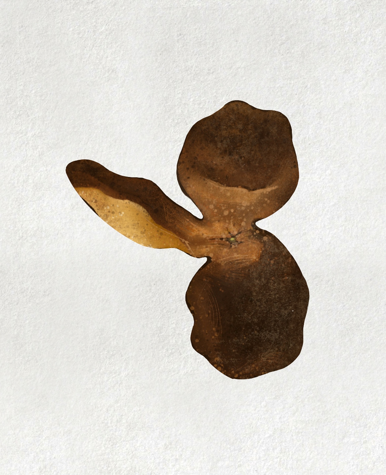 #陈皮#插画（图ZMjQ2MTcxNDQw） - 商业插画 - 站酷设计师WangShuqiiii原创素材 - 站酷ZCOOL