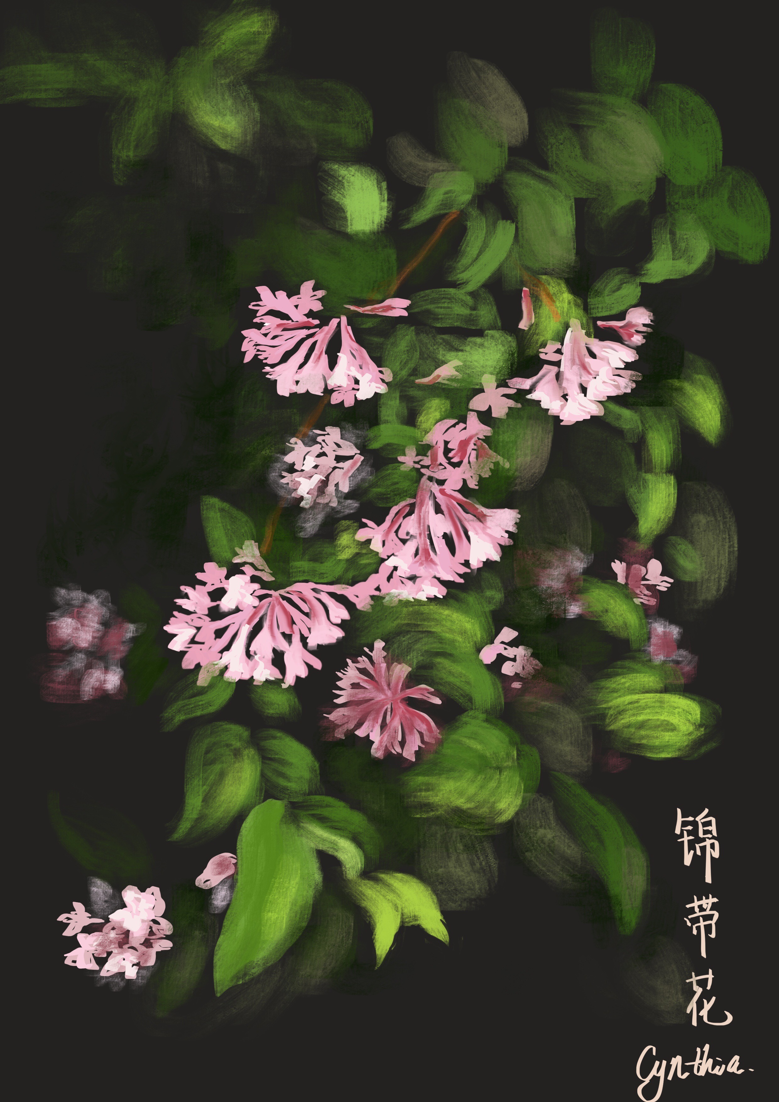 锦带花