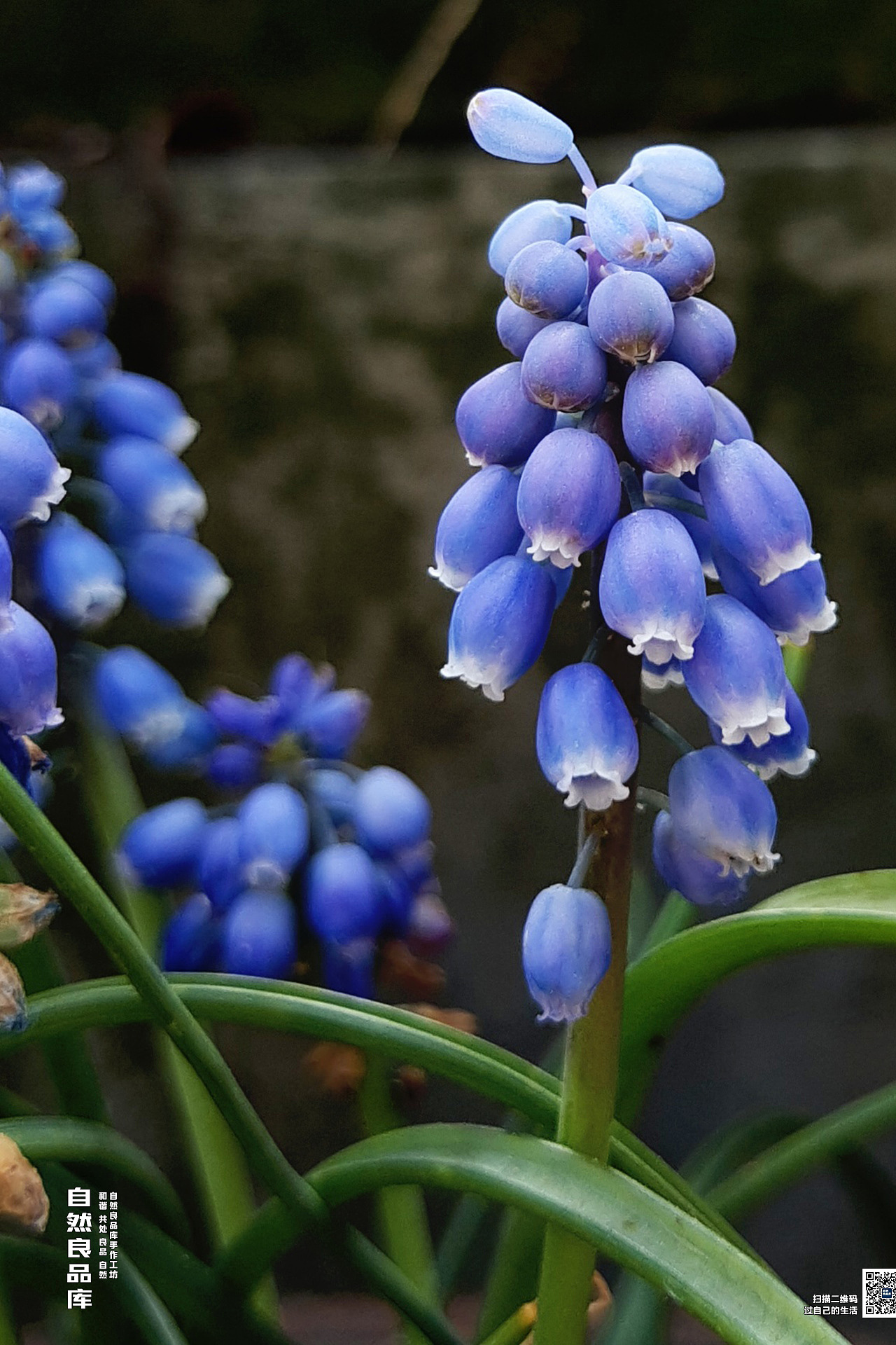 莫放春秋佳日過 最難風雨故人來