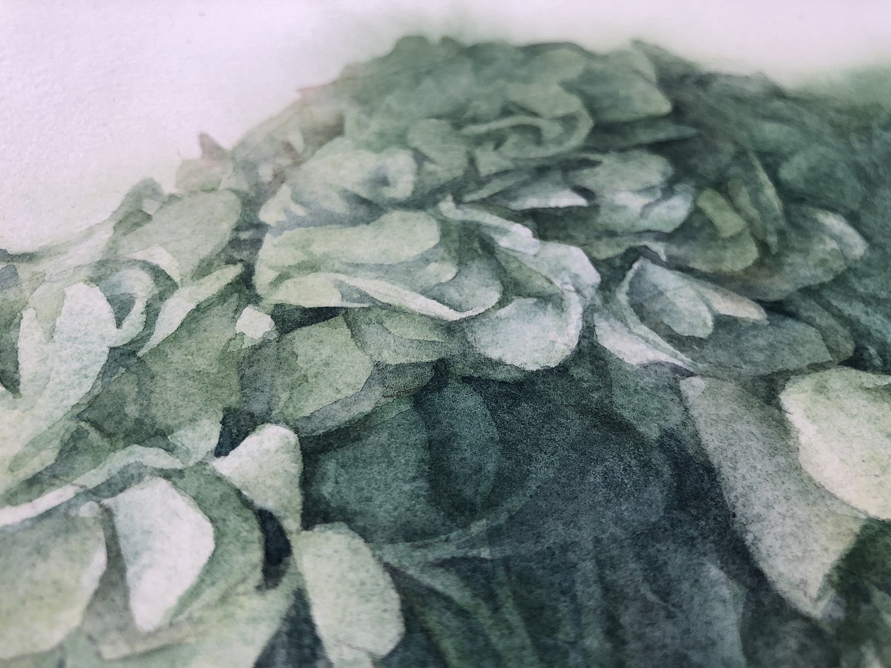 绣球（图ZMTg2MDQ4NTg4） - 绘画 - 站酷设计师SGED四个耳洞原创素材 - 站酷ZCOOL