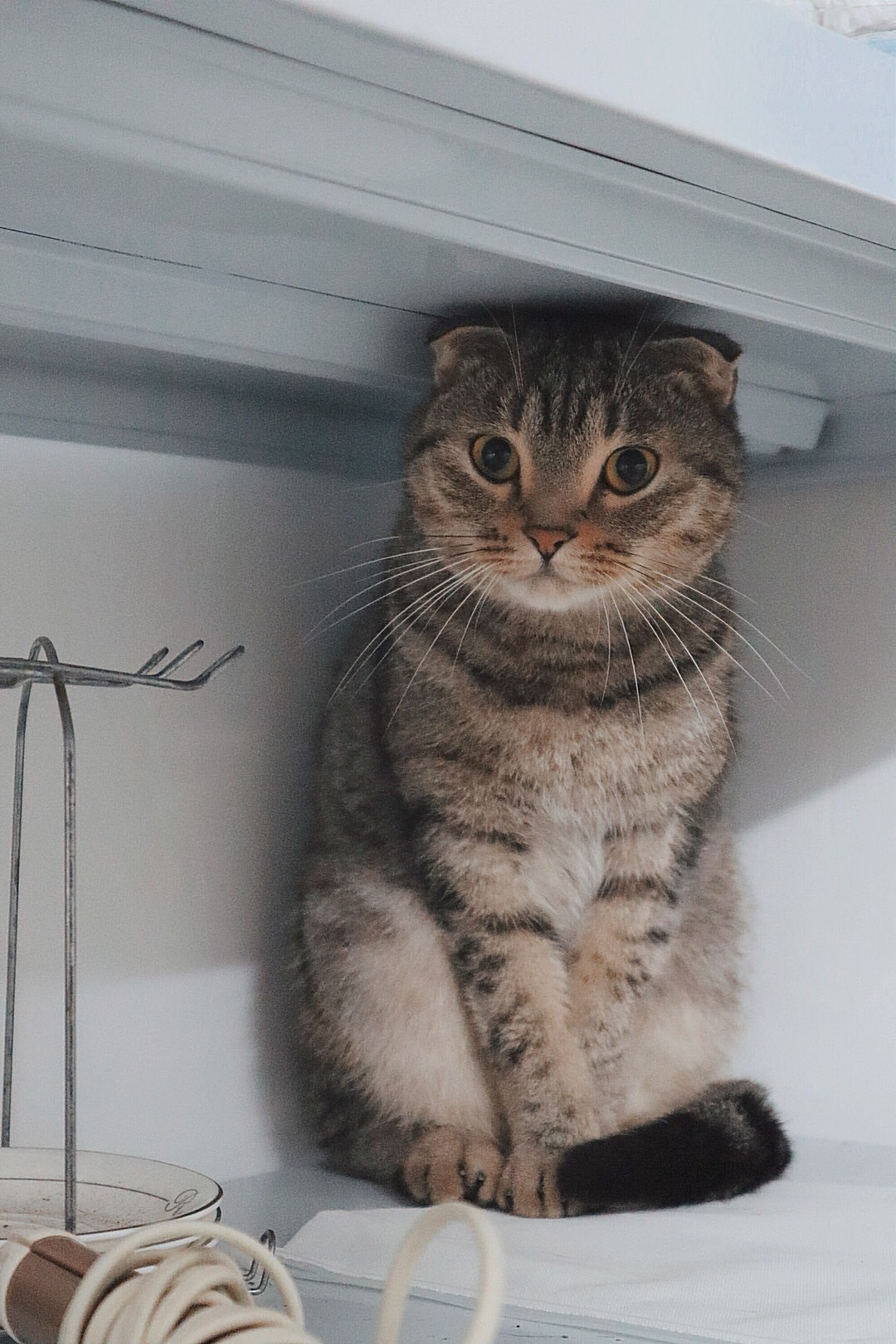 猫咪写真集（图ZMjI4MzA1ODQw） - 宠物摄影 - 站酷设计师野摄阿肉原创素材 - 站酷ZCOOL