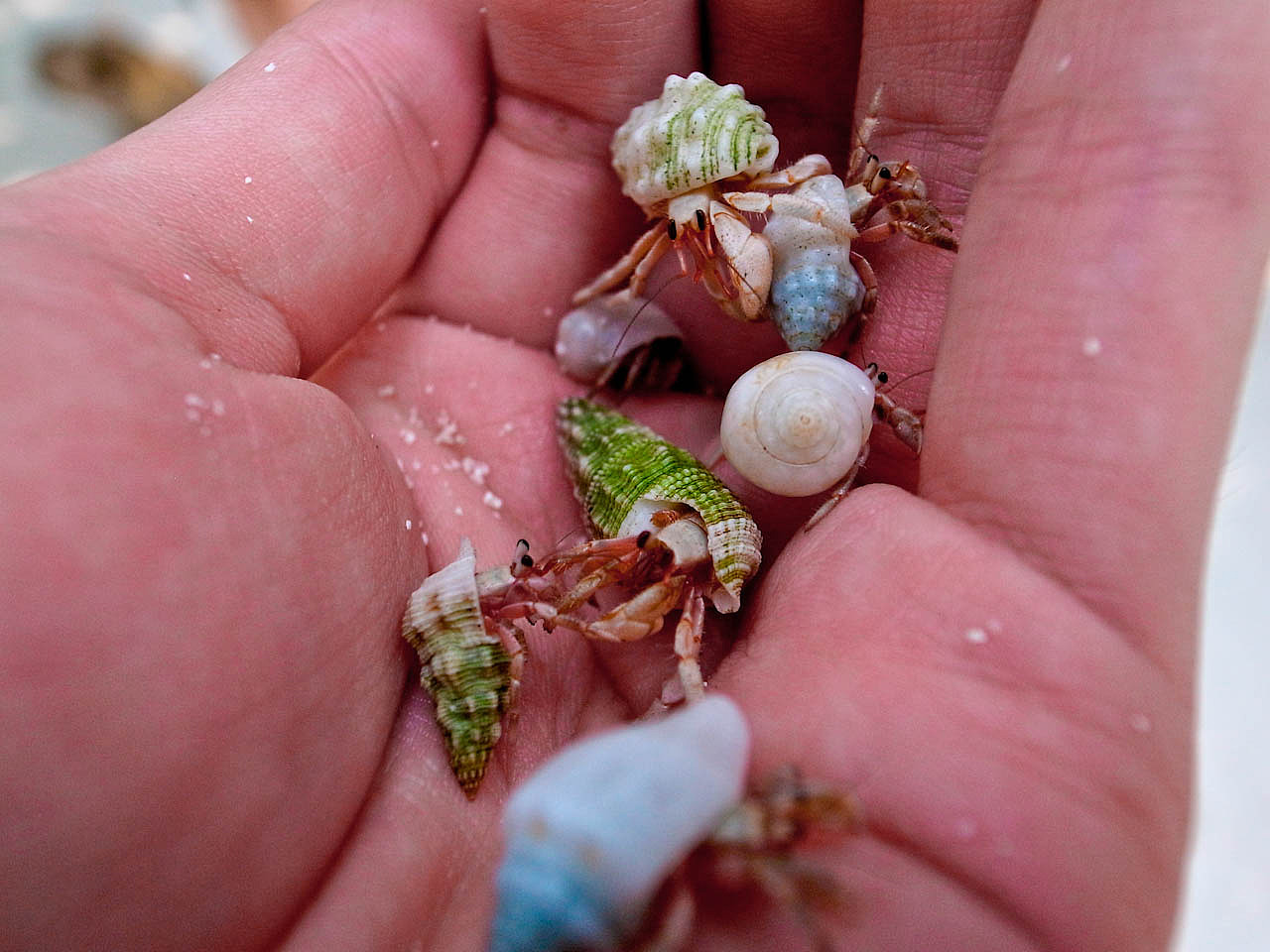 马尔代夫游记 - 梦幻岛 - 四晚六天（图ZNTM5ODI1Mg==） - 风光摄影 - 站酷设计师blue_hermit原创素材 - 站酷ZCOOL