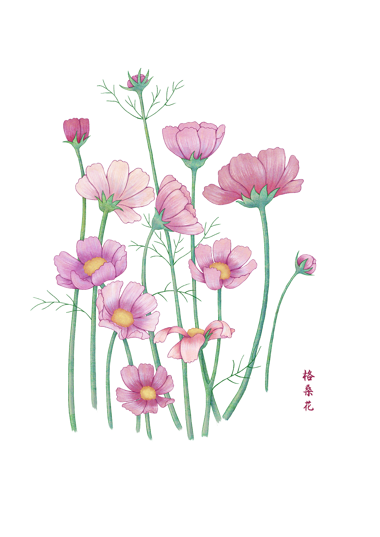 格桑花（图ZMjAwMDMyNDY0） - 创作习作 - 站酷设计师春风一叶舟原创素材 - 站酷ZCOOL