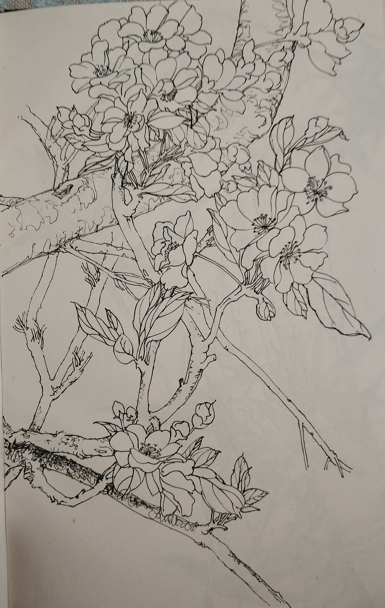 花鸟(写生)手绘小稿