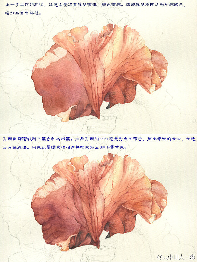 美丽鸢尾教程（图ZNDE5ODMxODg=） - 商业插画 - 站酷设计师三淼君原创素材 - 站酷ZCOOL