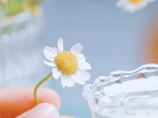 洋甘菊