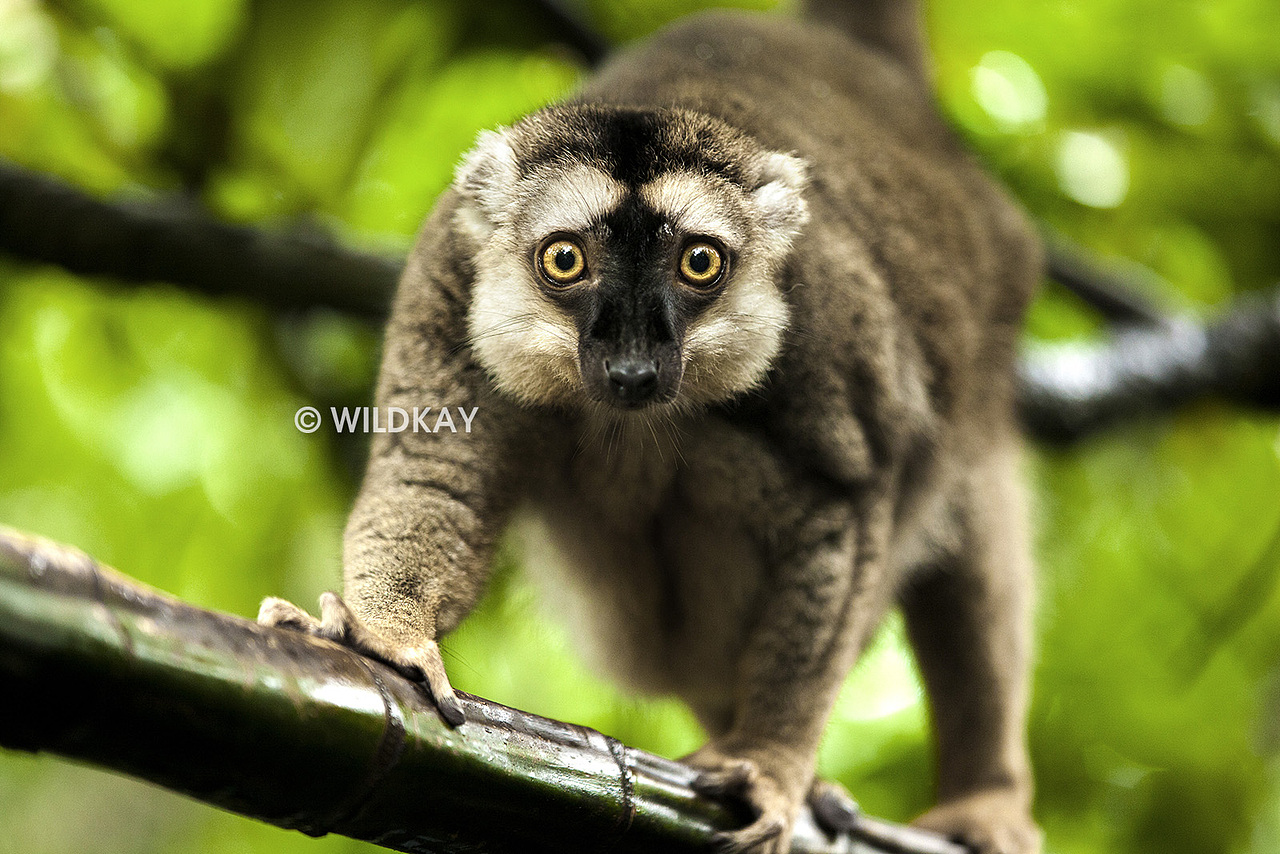 新加坡动物园及环球影城