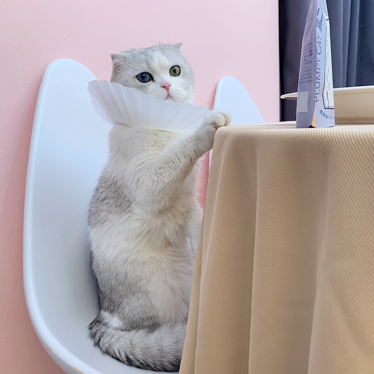 事实证明,猫仪式感和少女心起来,就没人什么事儿了