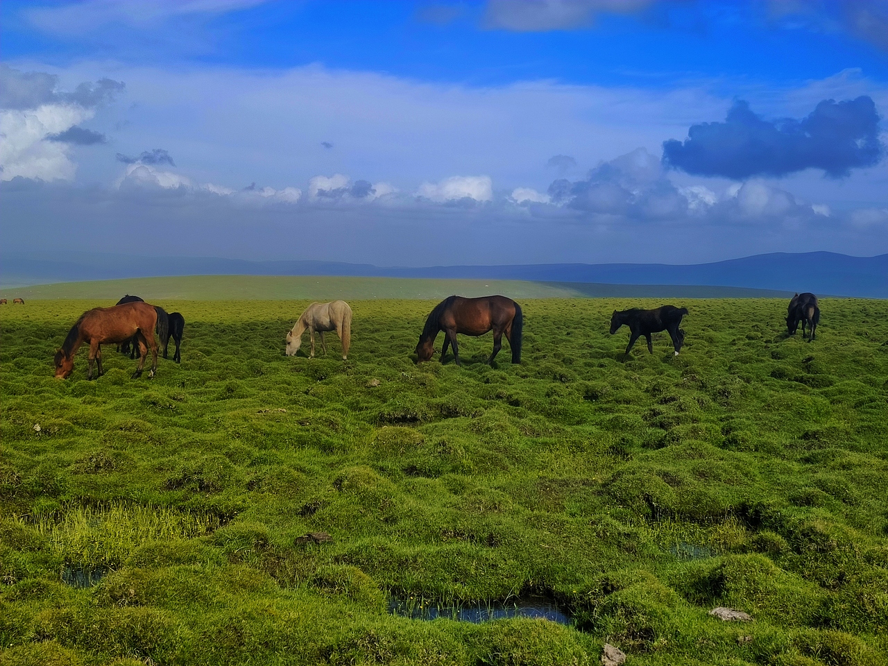 成群骏马成为夏日草原上的一道风景