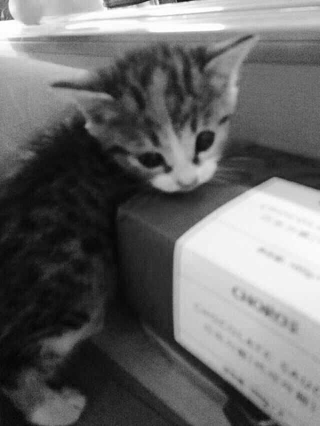 捡到一只和猫妈妈走散的猫咪！（图ZMjc2ODk3MjQ=） - 图案 - 站酷设计师一克拉眼泪原创素材 - 站酷ZCOOL