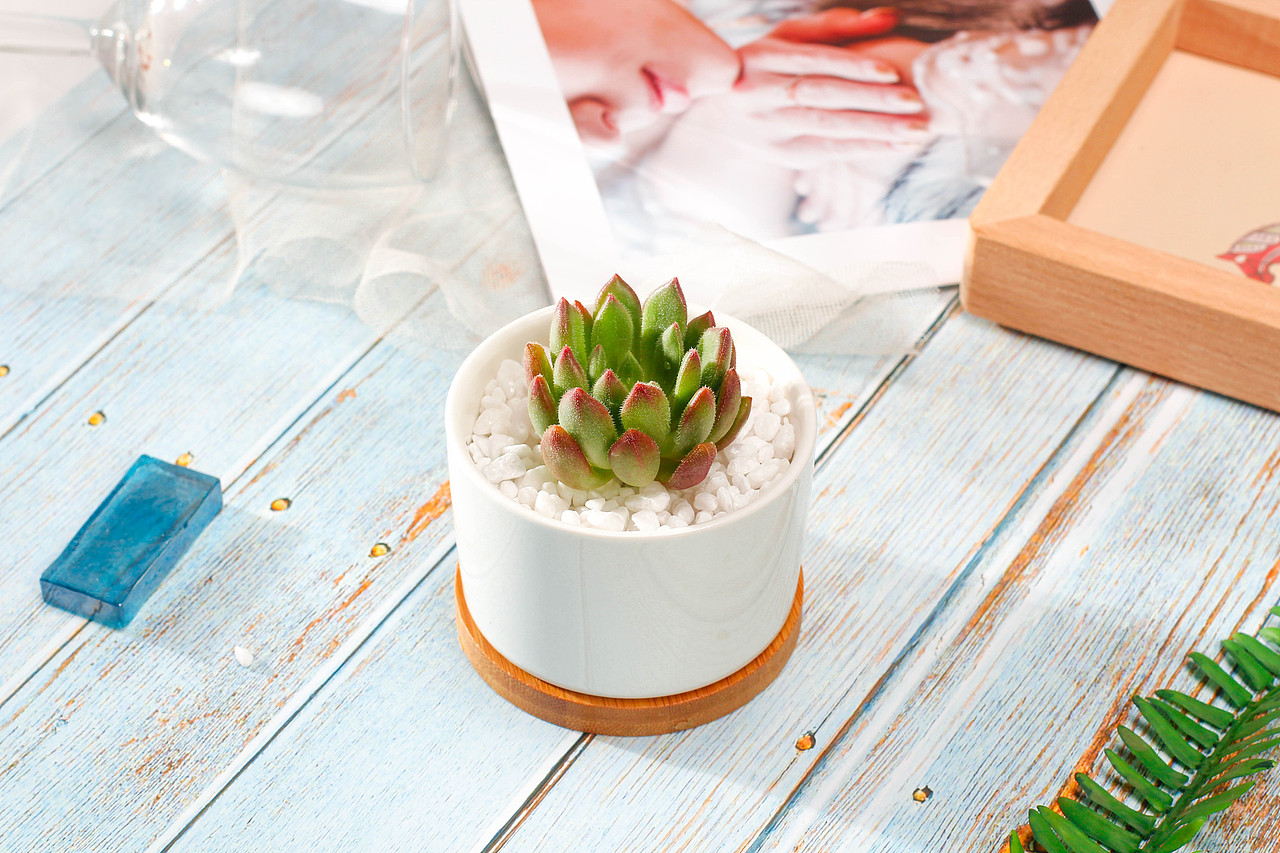 唯美多肉小植物（图ZMTA5ODkxNTk2） - 产品摄影 - 站酷设计师桃子视觉原创素材 - 站酷ZCOOL