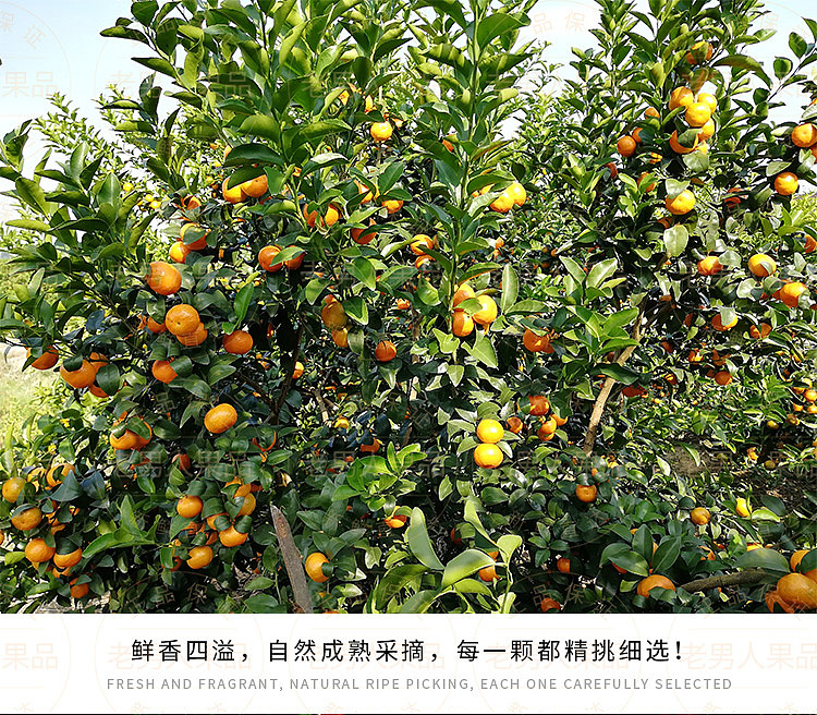 老男人果品砂糖桔（图ZMTE0NDgzNjI0） - 宣传物料 - 站酷设计师邱公城原创素材 - 站酷ZCOOL