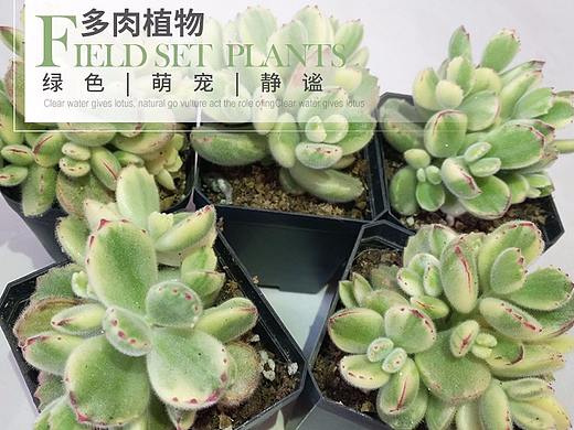 详情页绿植