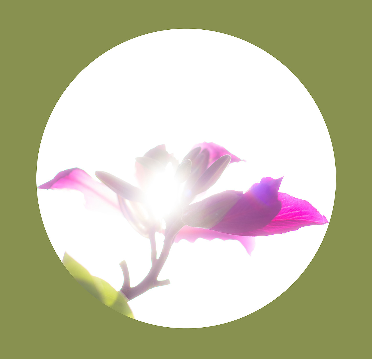 光影之下 繁花之上（图ZNjQ0OTA4ODQ=） - 风光摄影 - 站酷设计师榮羽生RON原创素材 - 站酷ZCOOL