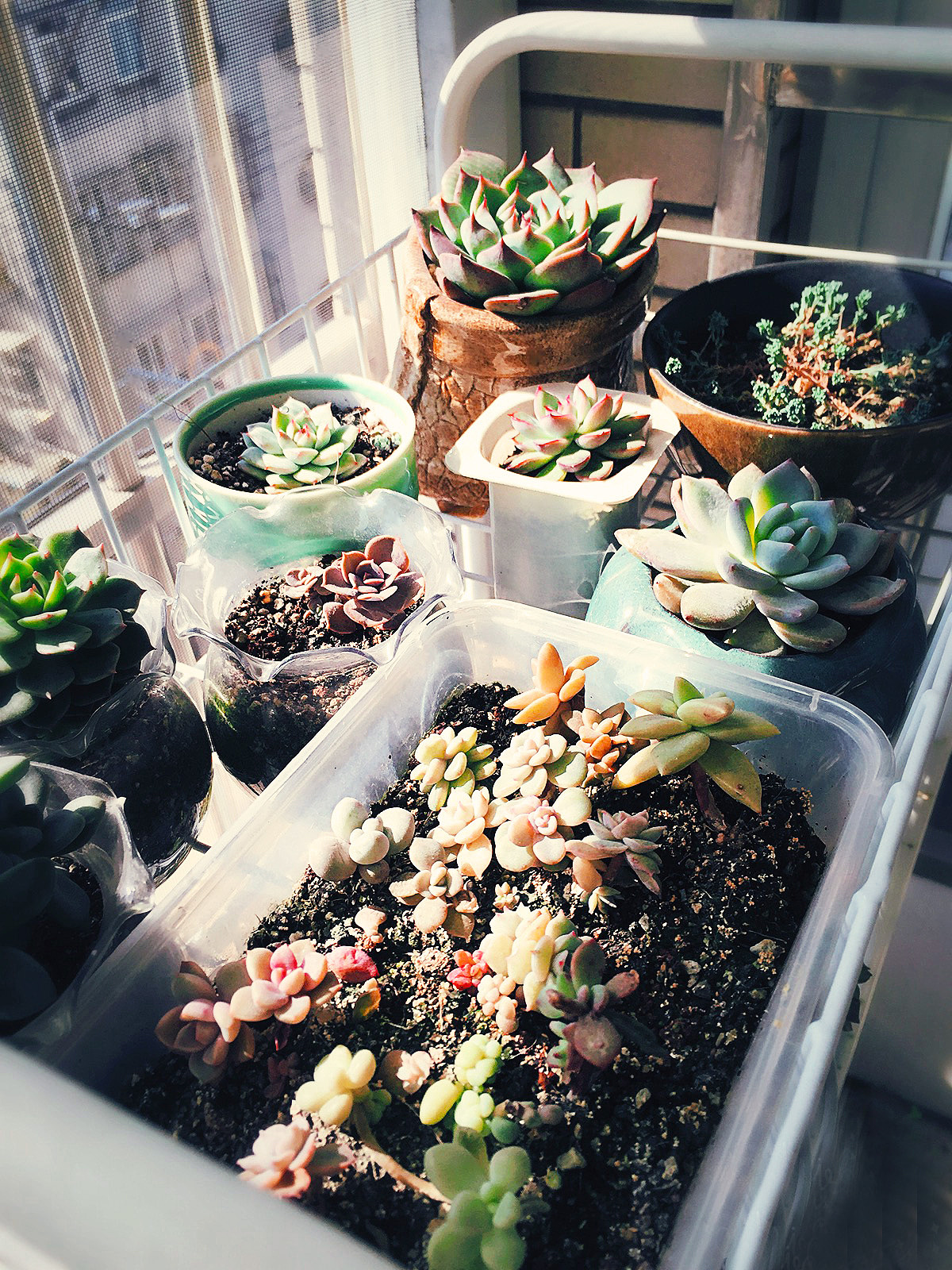 2015-2017年间的一些多肉（图ZODMyNjA3Njg=） - 产品摄影 - 站酷设计师一一是只汪原创素材 - 站酷ZCOOL