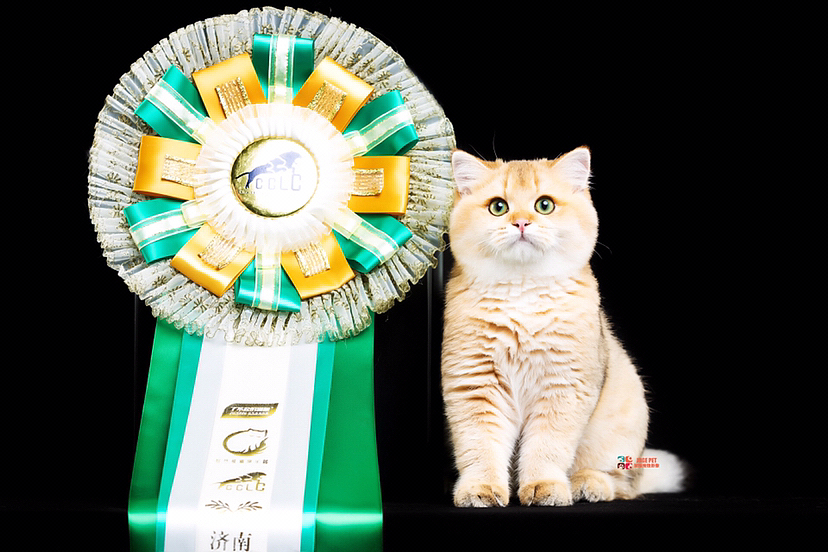 猫咪摄影|赛场上的猫咪