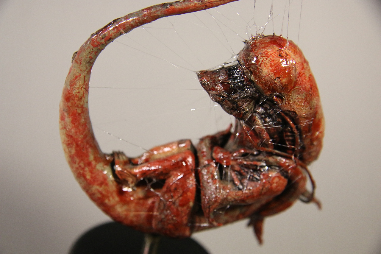 赤色异形幼崽;alien cub in red