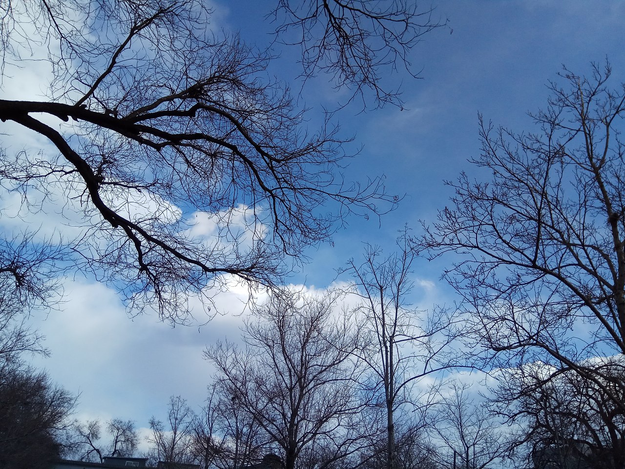 冬天的树|摄影|风光摄影|白大白alu - 原创作品 - 站酷 (ZCOOL)