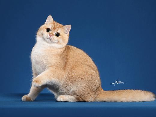英国短毛猫