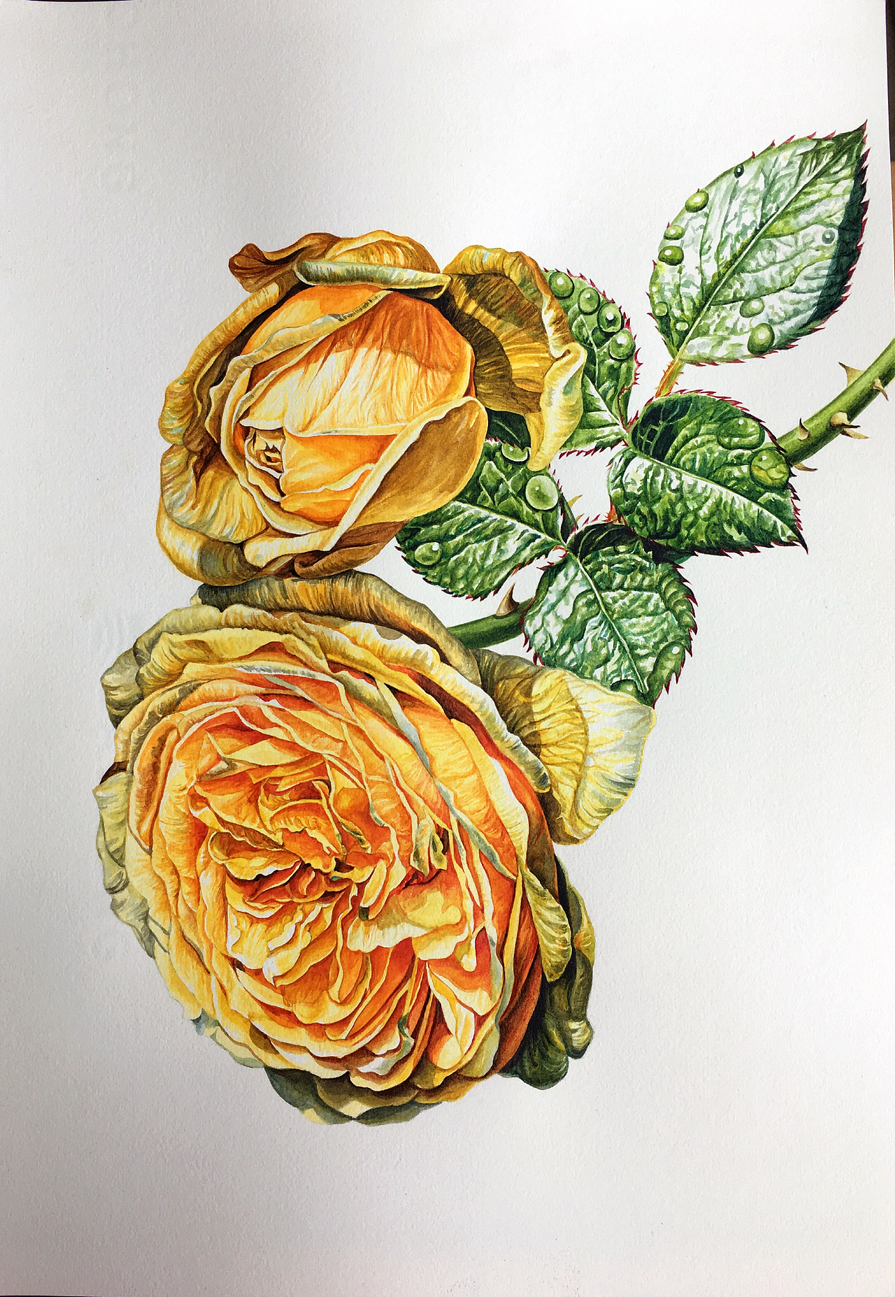 画了很久的花|纯艺术|绘画|双双sj_原创作品-站酷zcool