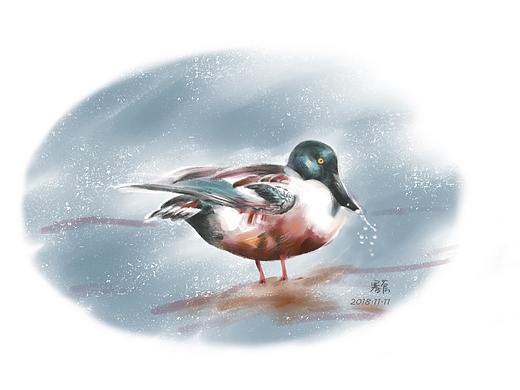 画小鸟