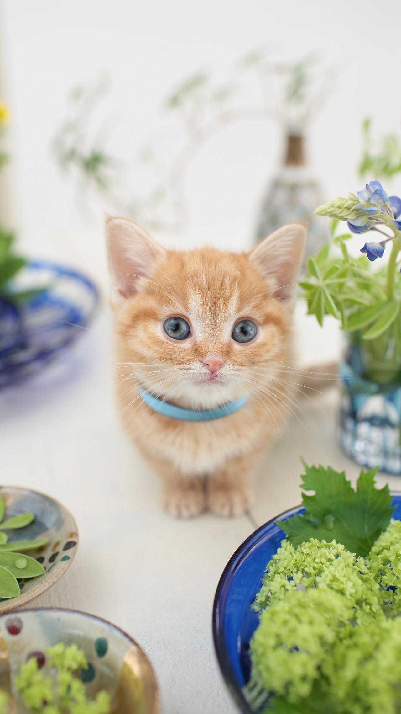 孙洪伟篆刻---青果轩鉴藏