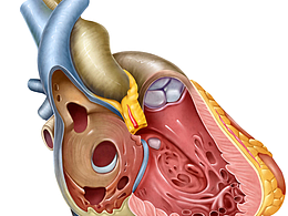 接醫(yī)學(xué)插畫