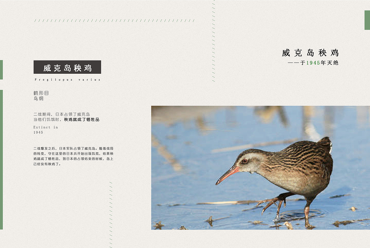 灭绝动物画册设计（也可以是书籍装帧（图ZMjc5MTYyMDky） - 书籍/画册 - 站酷设计师砱烟子原创素材 - 站酷ZCOOL
