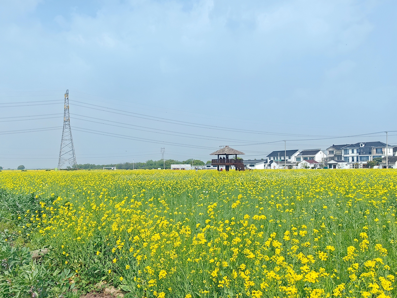 记录春天，捕捉春天——油菜花（图ZMzM4MDI0MjQ0） - 风光摄影 - 站酷设计师无声韵律原创素材 - 站酷ZCOOL