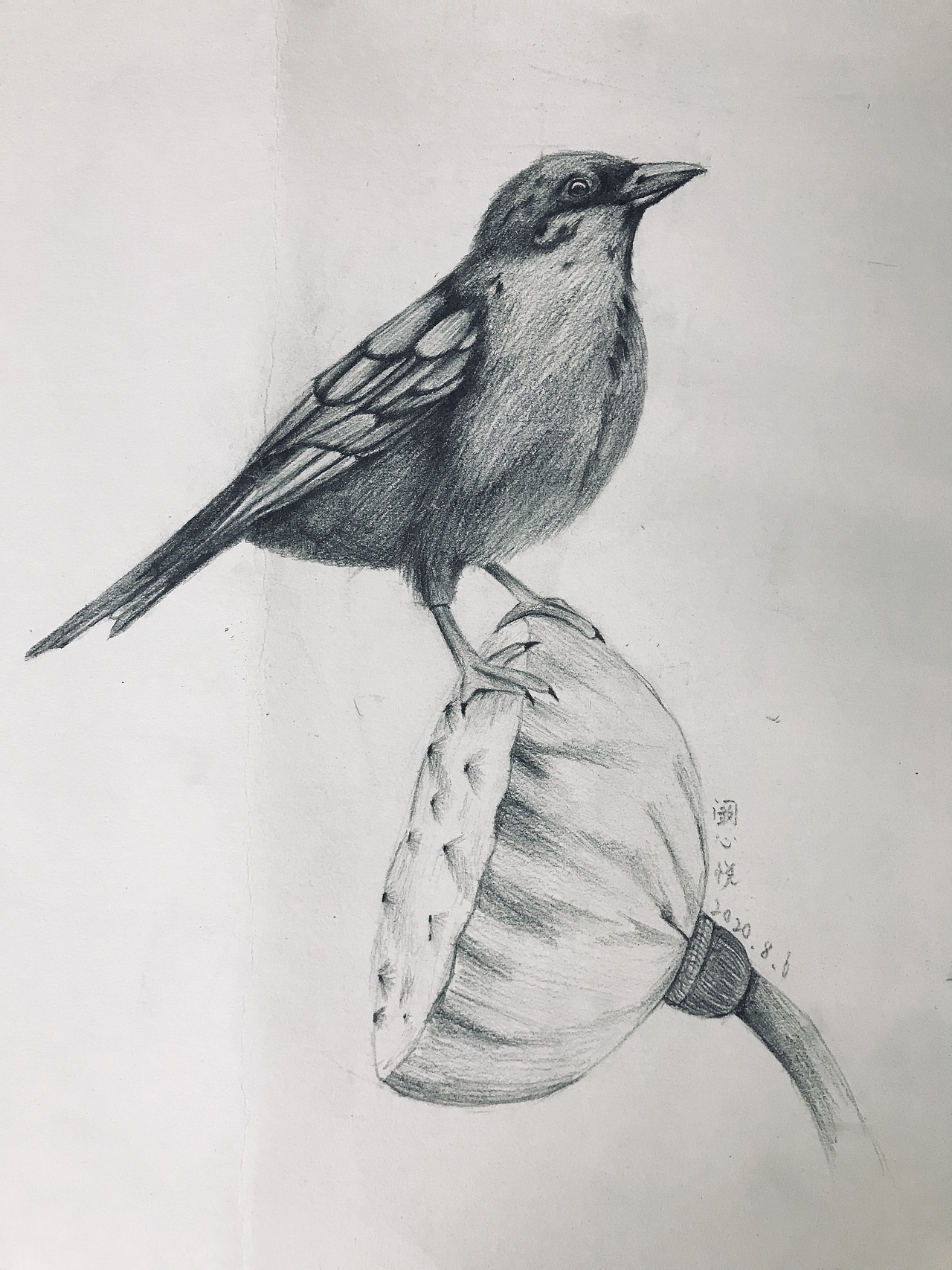 布谷书画素描学生作品辑（图ZMjIyNzY4NzQ4） - 绘画 - 站酷设计师布谷书画馆原创素材 - 站酷ZCOOL