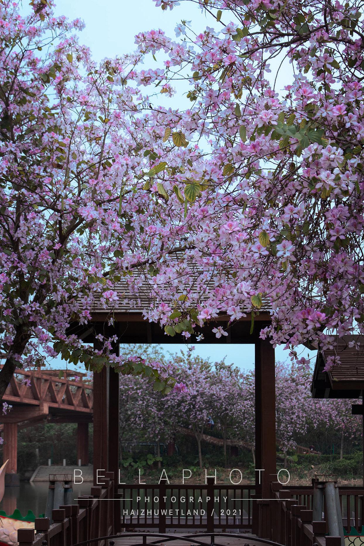 春天呀——廣州海珠濕地賞花（圖ZMjQ1NTU3NzMy） - 其他 - 站酷設計師beirou1234567原創(chuàng)素材 - 站酷ZCOOL