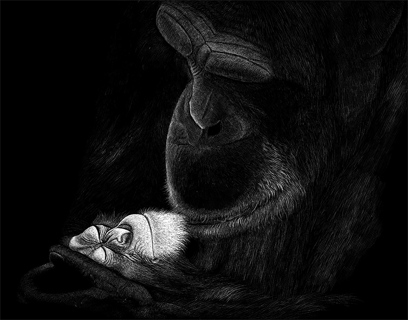 OY手绘：来自猩猩的你（图ZMjQ2Mjk4MDg=） - 绘画 - 站酷设计师欧阳鹏杰_OY原创素材 - 站酷ZCOOL