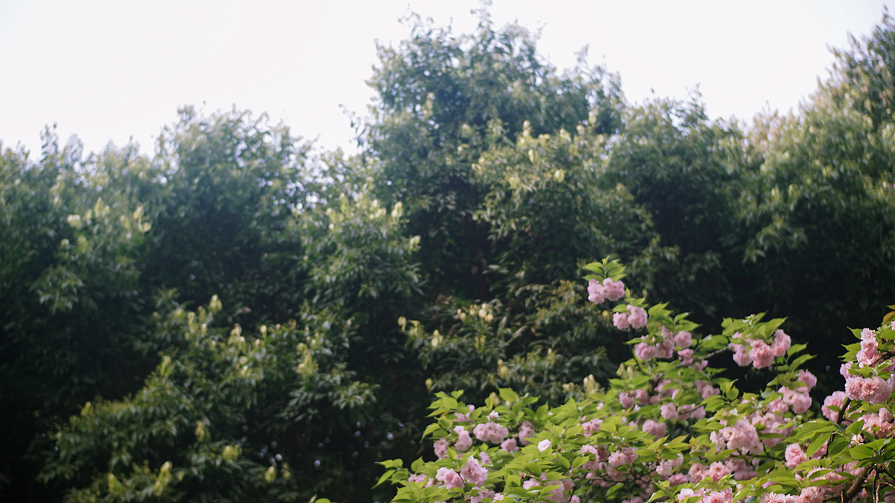 22年春 成都塔子山公园 八重樱（图ZMjkzNDQ5OTIw） - 风光摄影 - 站酷设计师张声张原创素材 - 站酷ZCOOL