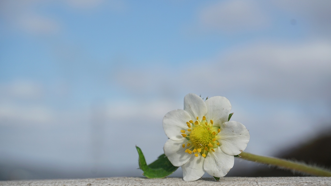 是春天应该有的味道