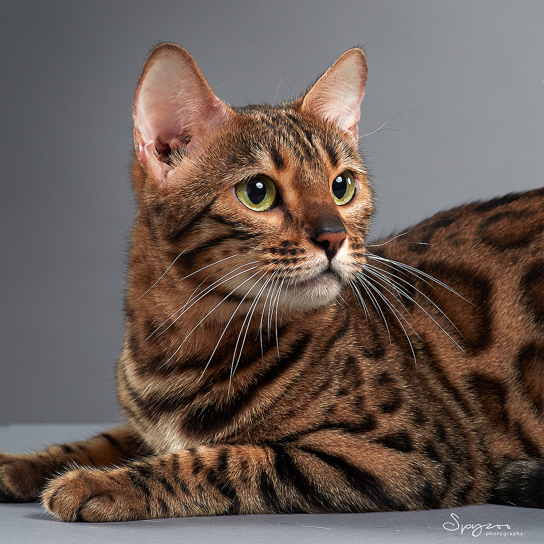 孟加拉豹猫天津猫赛现场拍摄8月|摄影|宠物摄影|spyzoo - 原创作品