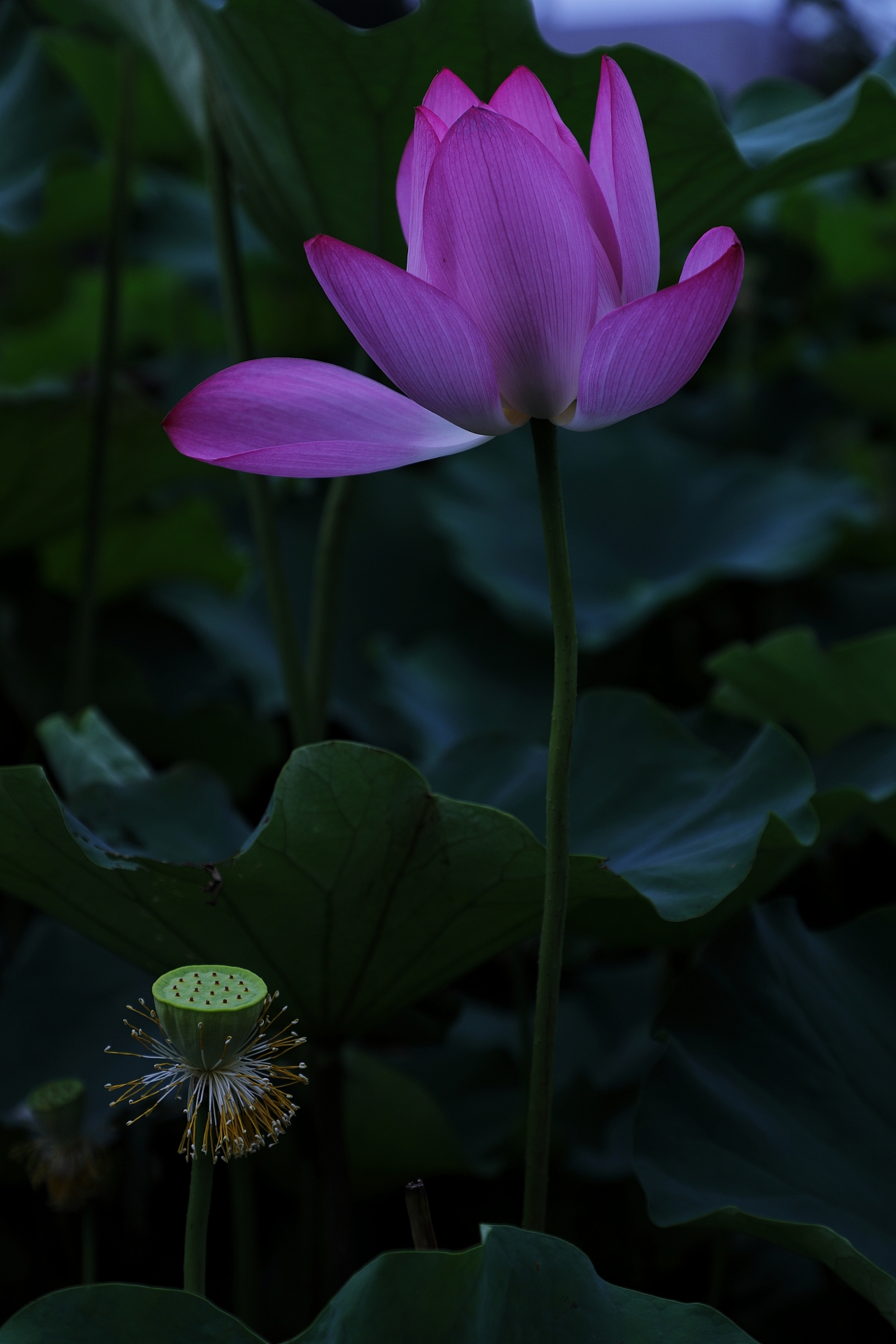 莲之爱,同予者何人