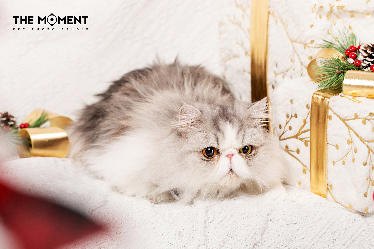 宠物摄影 圣诞