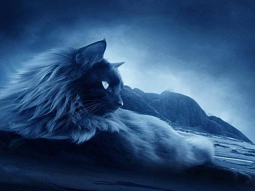可爱猫咪创意画动态壁纸
