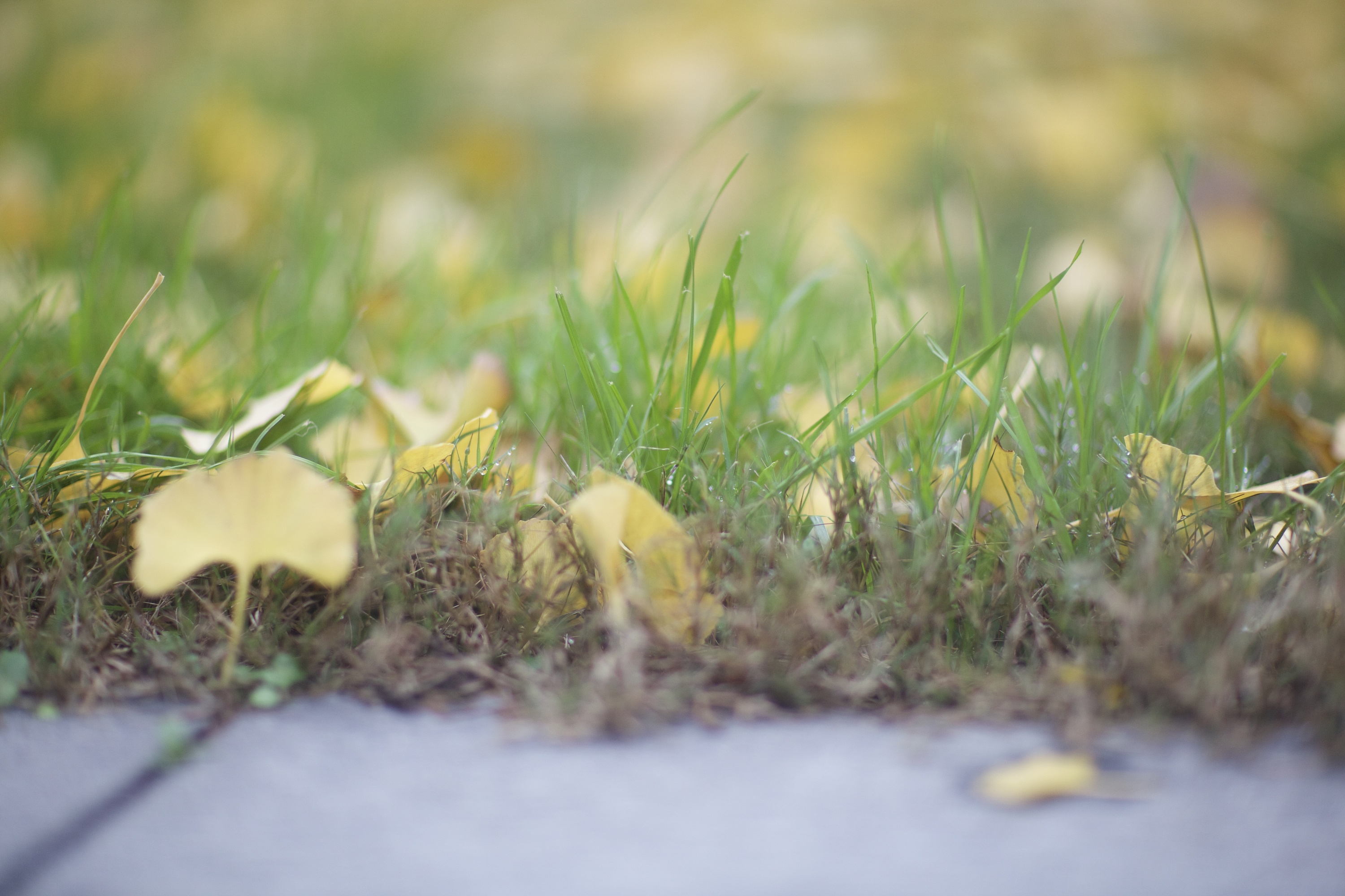 雨天落下的银杏叶