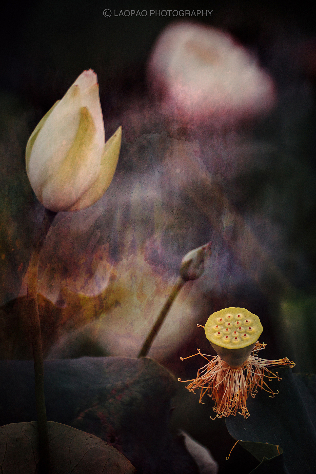 荷花，2019（图ZMTYyMzk3NzMy） - 风光摄影 - 站酷设计师老炮叔叔原创素材 - 站酷ZCOOL