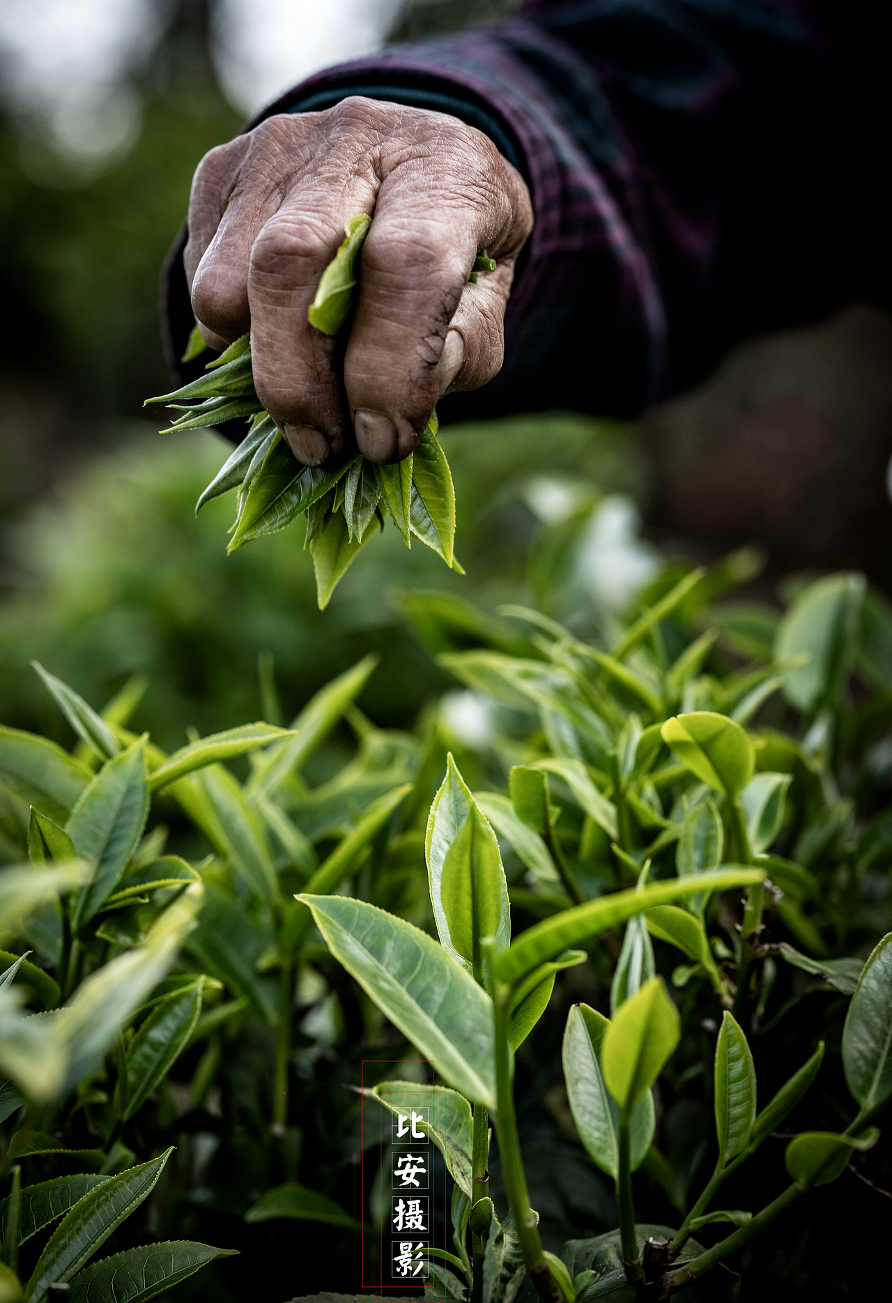 之前拍的一些静物作品